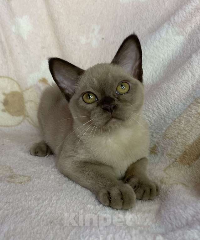 Кошки в Дмитрове: Шоколадная бурманская девочка Bell Девочка, 35 000 руб. - фото 3