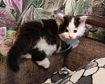 Кошки в других городах Новосибирской области: Котёнок Мейн-кун  Мальчик, 18 000 руб. - фото 2