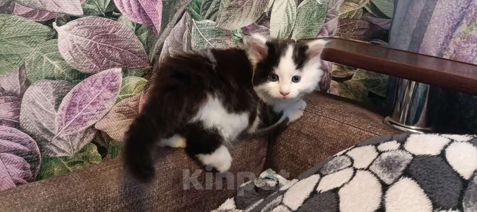 Кошки в других городах Новосибирской области: Котёнок Мейн-кун  Мальчик, 18 000 руб. - фото 2