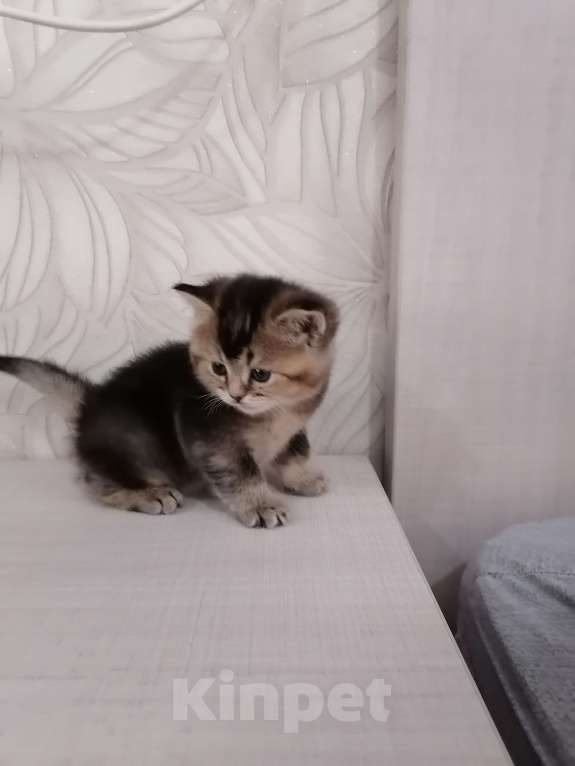 Кошки в Чебоксарах: Шотландский прямоухий котёнок Мальчик, 18 000 руб. - фото 5