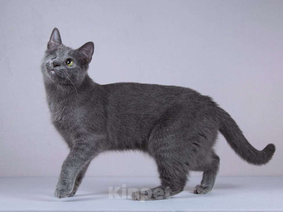 Кошки в Москве: Нежный ласковый котик Лапозай в добрые руки Мальчик, Бесплатно - фото 9