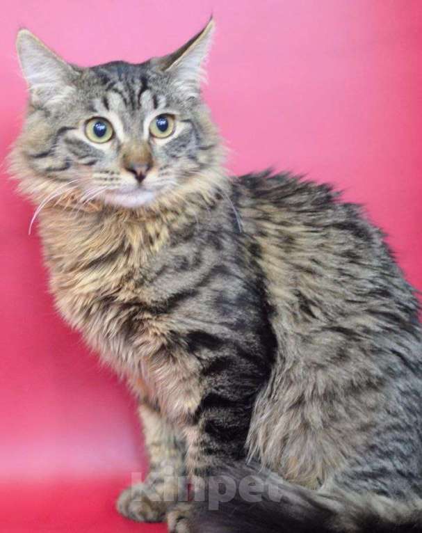 Кошки в Москве: Отдам котёнка в добрые руки Мальчик, Бесплатно - фото 9