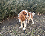 Собаки в Таганроге: Кавалер Кинг Чарльз  Мальчик, 40 000 руб. - фото 5