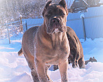 Собаки в Северобайкальске: Две девочки корсо Девочка, 70 000 руб. - фото 5