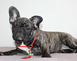 Собаки в Москве: Щенок французского бульдога Девочка, 45 000 руб. - фото 2