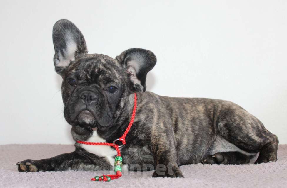 Собаки в Москве: Щенок французского бульдога Девочка, 45 000 руб. - фото 2