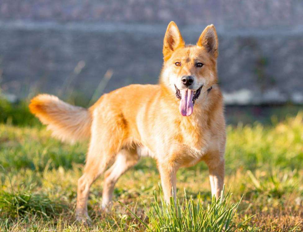 Собаки в Москве: Пес Рыжий ищет дом! Мальчик, Бесплатно - фото 2