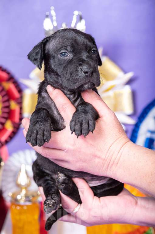 Собаки в Красноярске: Щенки американского питбультерьера Девочка, 45 000 руб. - фото 6