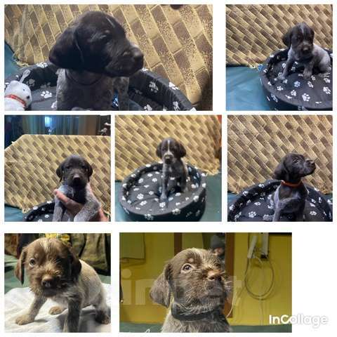 Собаки в Соли-Илецке: Продажа щенков . Мальчик, Бесплатно - фото 5