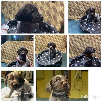 Продажа щенков .