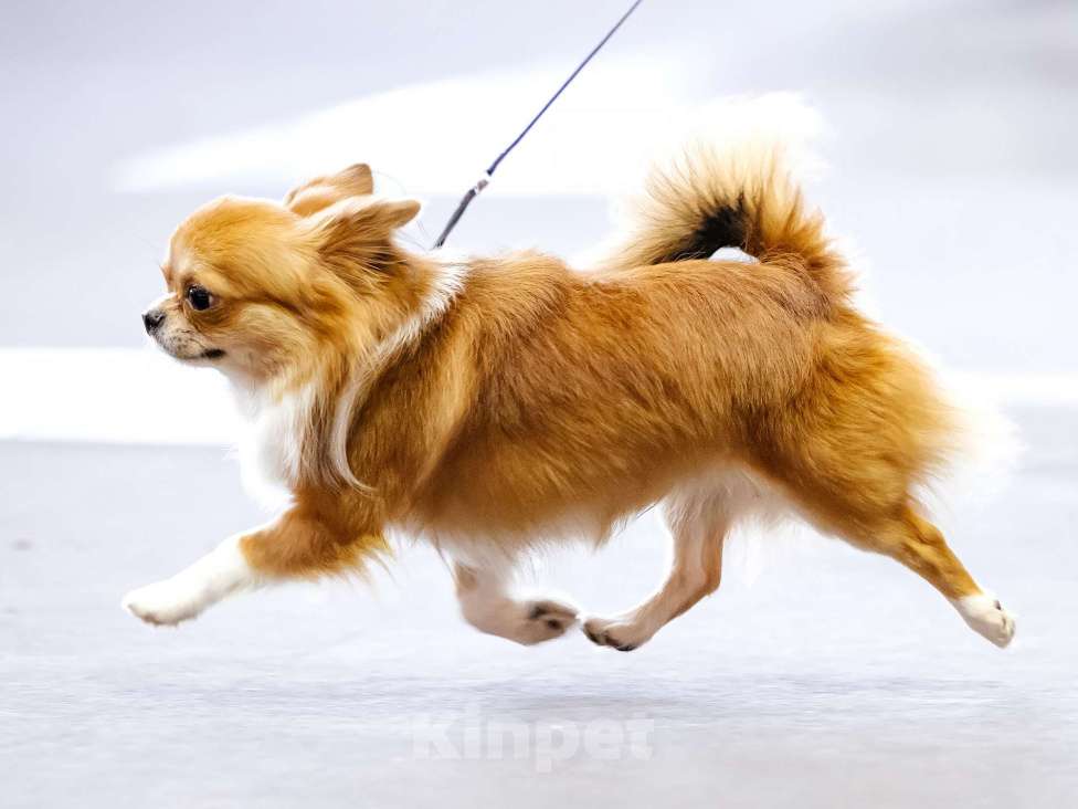 Собаки в Уфе: Чихуахуа Д/Ш миниатюрный кобель для вязки Мальчик, 15 000 руб. - фото 3