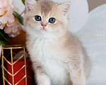 Кошки в Владивостоке: Котенок. Британская шиншилла Девочка, 80 000 руб. - фото 3