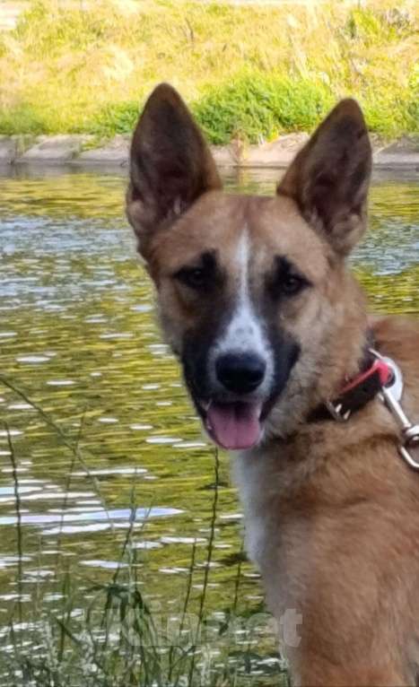 Собаки в Москве: Анфиса в дрбрые руки Девочка, Бесплатно - фото 6