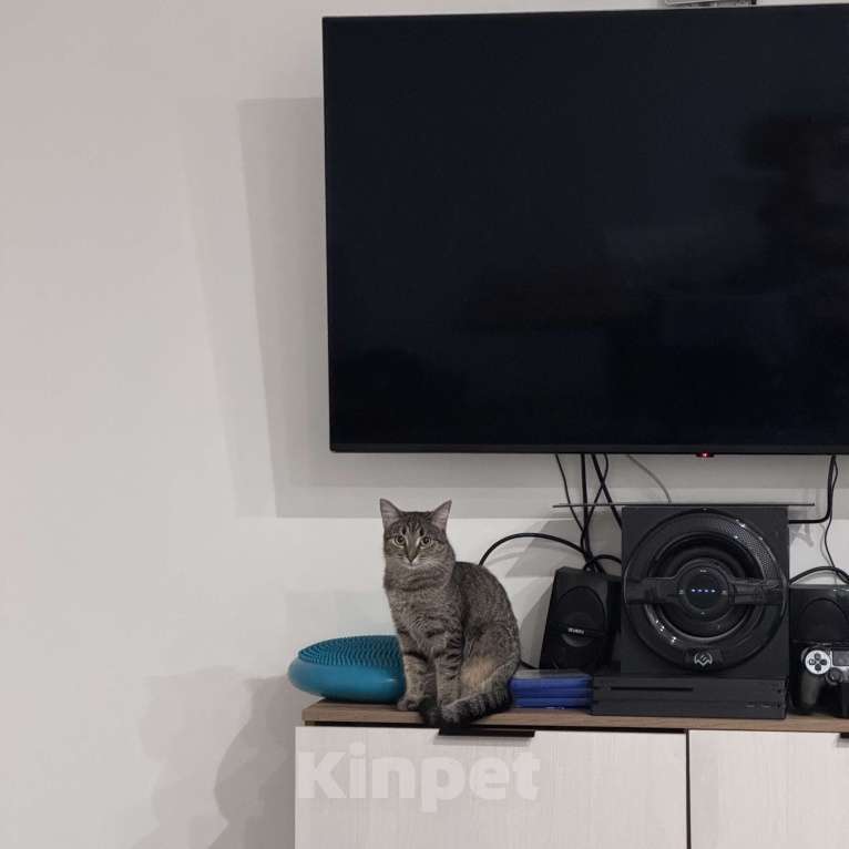 Кошки в Москве: Котенок в добрые руки Девочка, Бесплатно - фото 2