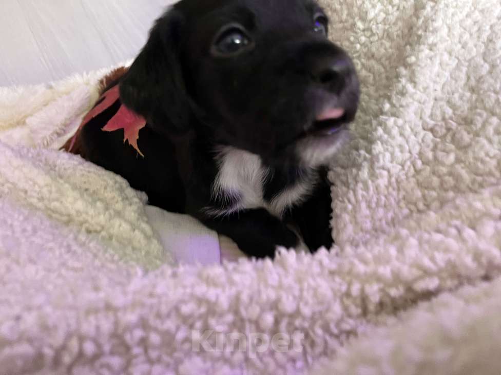 Собаки в Краснодаре: Щенок эстонской гончей Девочка, 3 000 руб. - фото 2