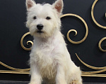 Собаки в Москве: вест хайленд вайт терьер щенок от Интерчемпиона Мальчик, 60 000 руб. - фото 7