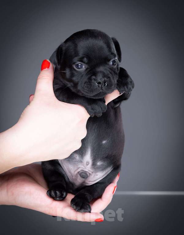 Собаки в Санкт-Петербурге: Мальчик 2 Мальчик, 100 000 руб. - фото 3