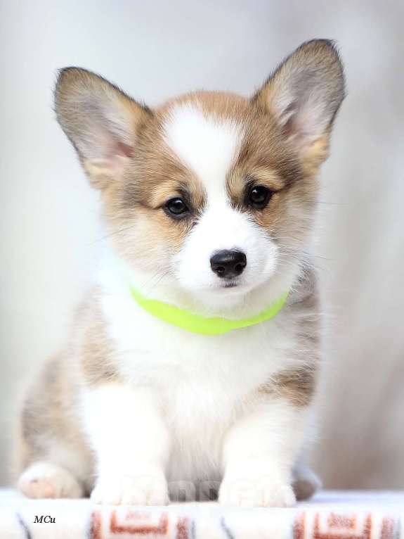 Собаки в Раменском: Девочка Вельш корги пемброк  Девочка, 75 000 руб. - фото 6