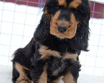 Собаки в Зеленограде: Английского кокер спаниеля щенки Мальчик, 30 000 руб. - фото 2