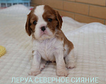 Собаки в Череповце: Щенок Кавалер Кинг Чарльз Спаниеля/ККЧС Девочка, 80 000 руб. - фото 1