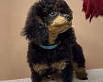 Собаки в Калуге: Пудель той/миниатюра фантом  Мальчик, 80 000 руб. - фото 3