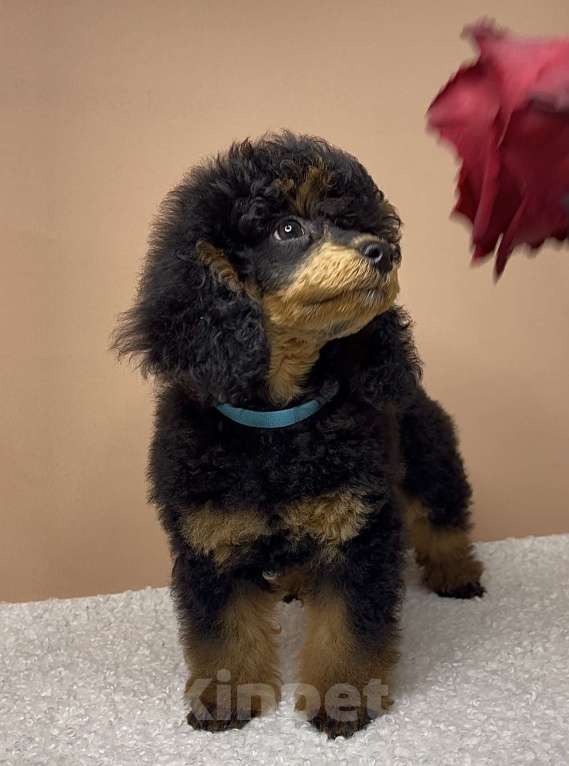 Собаки в Калуге: Пудель той/миниатюра фантом  Мальчик, 80 000 руб. - фото 3