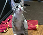Кошки в Санкт-Петербурге: Котенок Даниэла Девочка, Бесплатно - фото 3