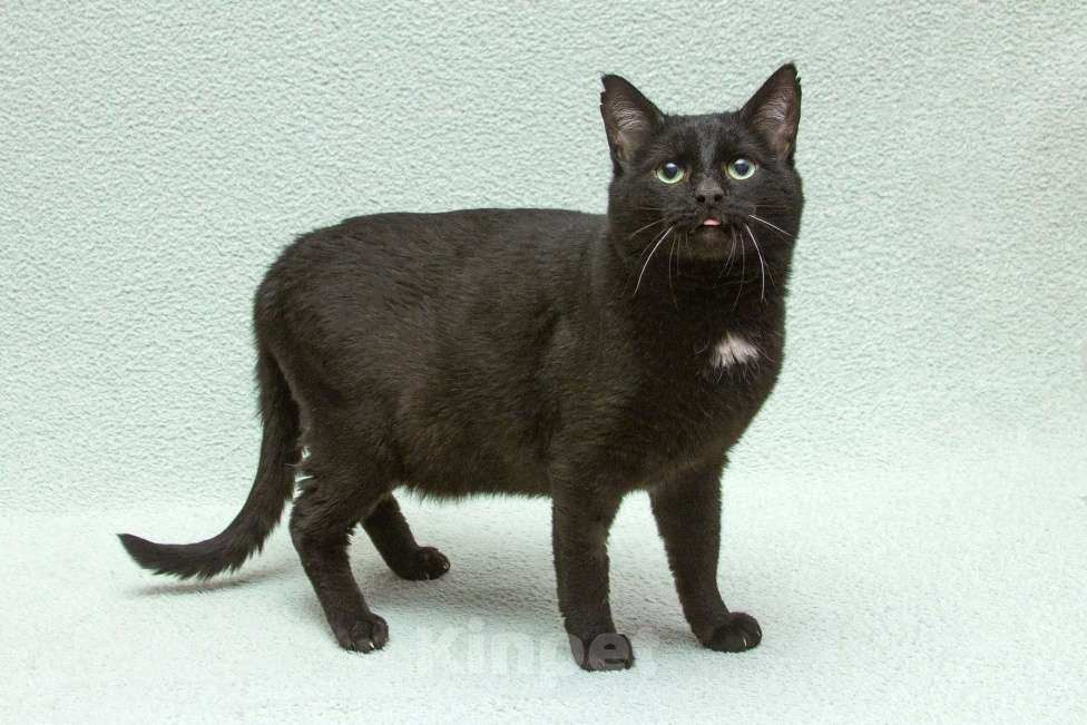 Кошки в Москве: Благородный рыцарь Рамзес — черный кот в дар Мальчик, 10 руб. - фото 9