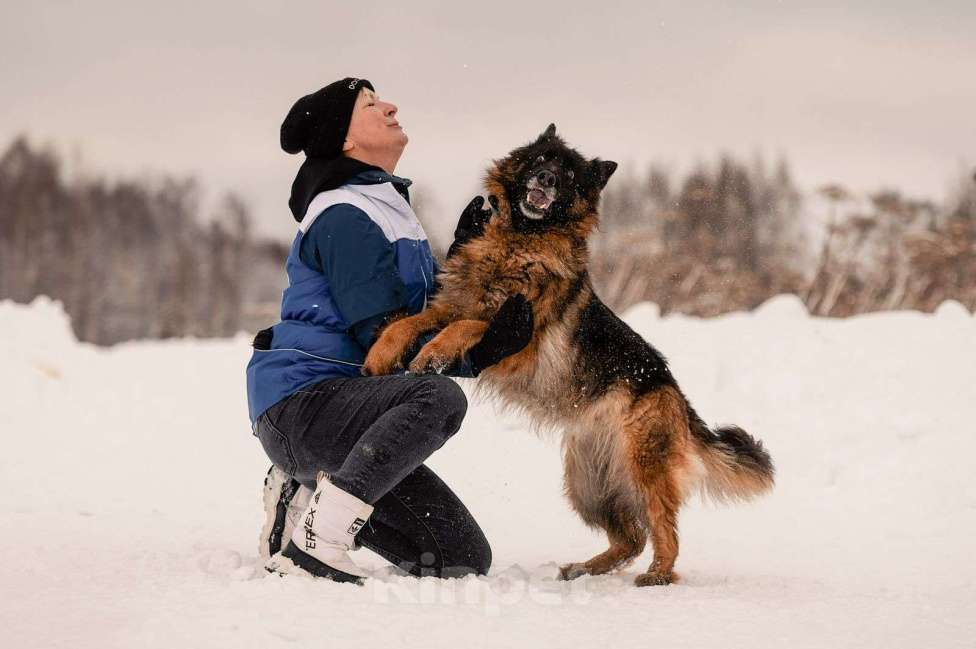 Собаки в Москве: Это Рада, 8 лет. Немецкая овчарка Девочка, Бесплатно - фото 3