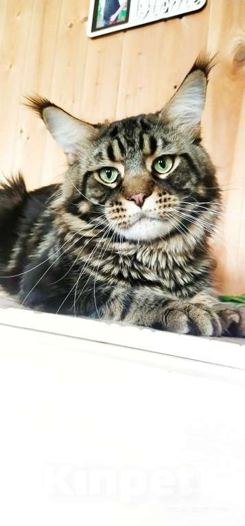 Кошки в Челябинске: 🔥🔥🔥МАЛЬЧИК МЕЙН-КУН ПИТОМНИК Мальчик, 15 000 руб. - фото 3