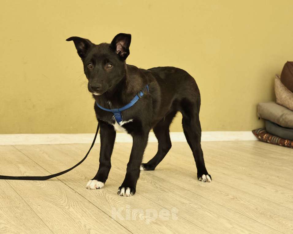 Собаки в Москве: Щенок бесплатно в Москве Мальчик, Бесплатно - фото 6