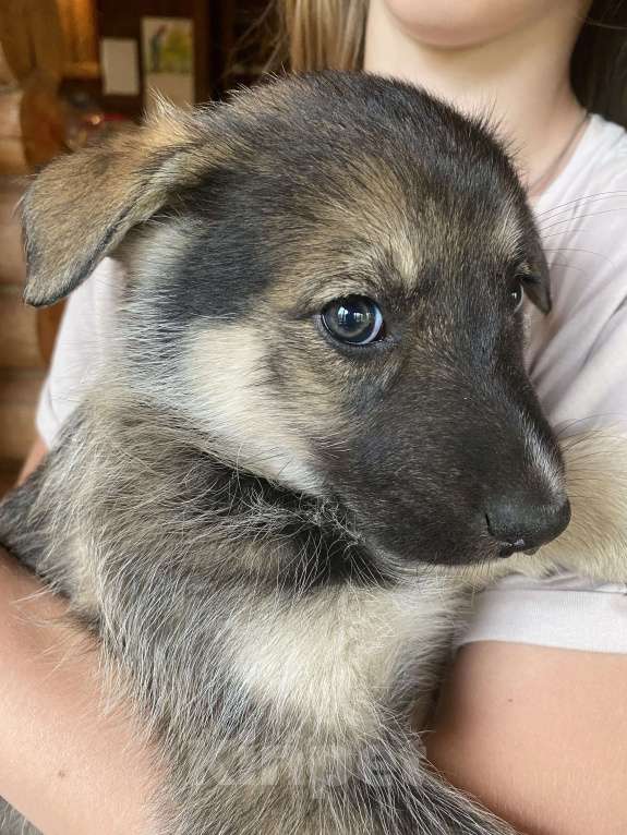 Собаки в Москве: Внуки хаски Мальчик, 200 руб. - фото 2