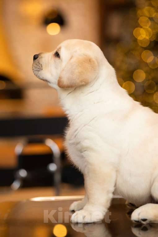 Собаки в Санкт-Петербурге: IRISLAV YEAR WINNER Мальчик, 200 000 руб. - фото 4