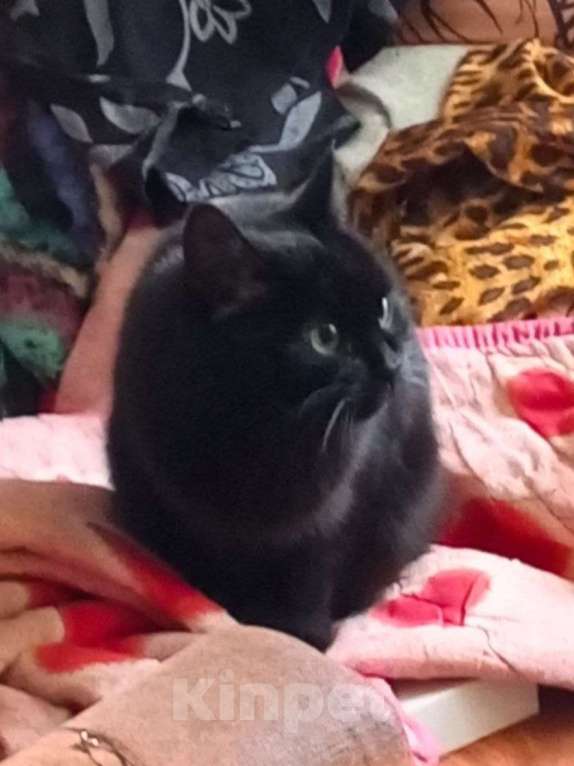 Кошки в Нижнем Новгороде: Осиротевшая кошка ищет новый дом Девочка, Бесплатно - фото 2