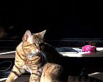 Кошки в Орлове: Вязка, 1 000 руб. - фото 1