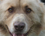 Собаки в Москве: Крупный нежный алабай Амур красивого окраса с шоколадным носом Мальчик, Бесплатно - фото 4