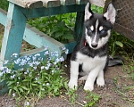 Собаки в Раменском: Щенки хаски Мальчик, 25 000 руб. - фото 7