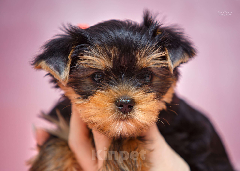 Собаки в Ульяновске: Щенки йоркширского терьера Девочка, Бесплатно - фото 4