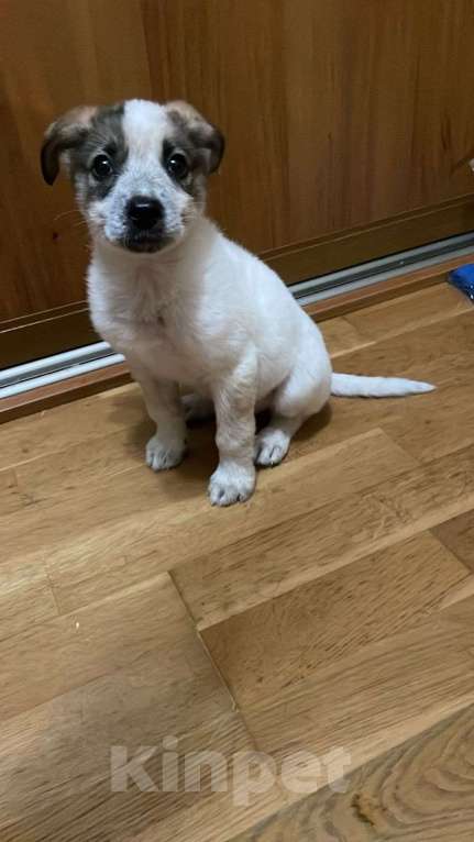 Собаки в Москве: Дея в добрые руки Девочка, Бесплатно - фото 3