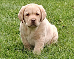 Собаки в Санкт-Петербурге: Настоящий щенок лабрадора Мальчик, Бесплатно - фото 2