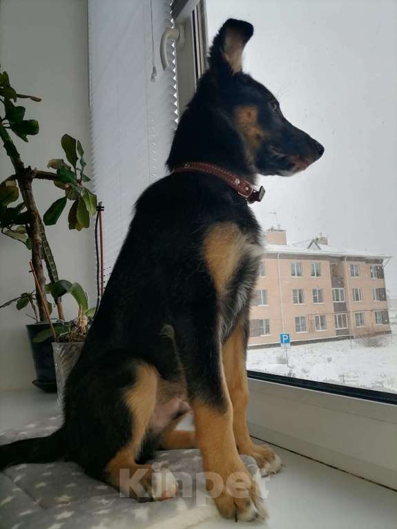 Собаки в Москве: Риччи - жизнь без братана скучна Мальчик, Бесплатно - фото 7