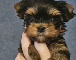 Собаки в Москве: Небольшая девочка йорка  Девочка, 100 000 руб. - фото 5