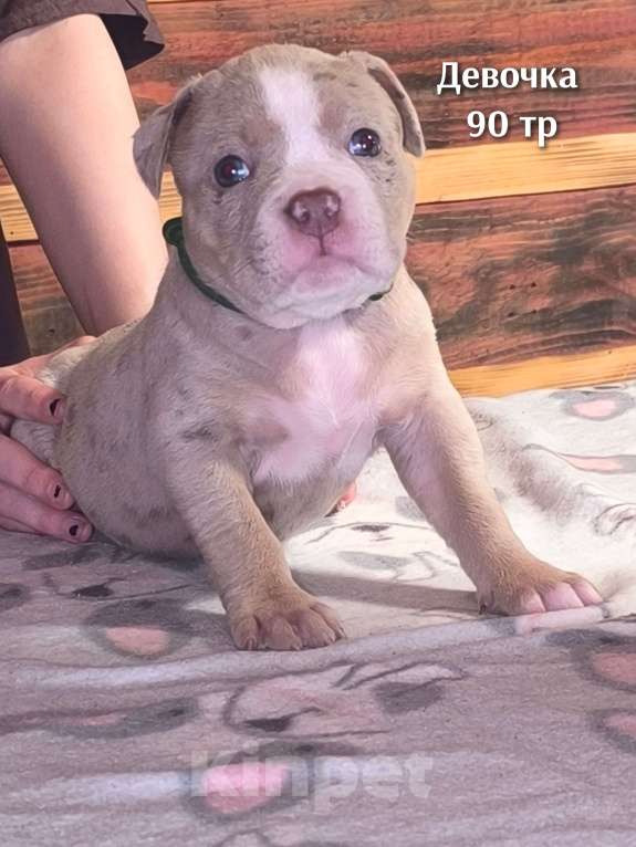 Собаки в Черногорске: Девочка Девочка, 90 000 руб. - фото 3