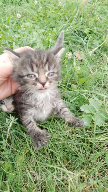 Кошки в других городах Челябинской области: Раздаëм котят, родились 26 июня Девочка, Бесплатно - фото 2