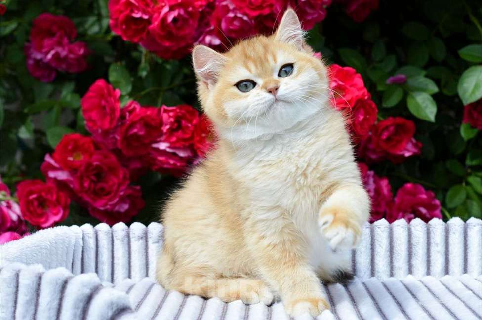 Кошки в Тамбове: Британский золотой кот  Мальчик, 150 000 руб. - фото 3