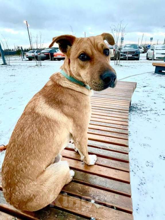 Собаки в Москве: Чили ищет дом Мальчик, Бесплатно - фото 1