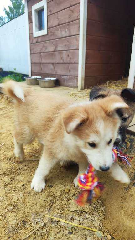 Собаки в других городах Московской области: Нежа в добрые руки Девочка, Бесплатно - фото 4