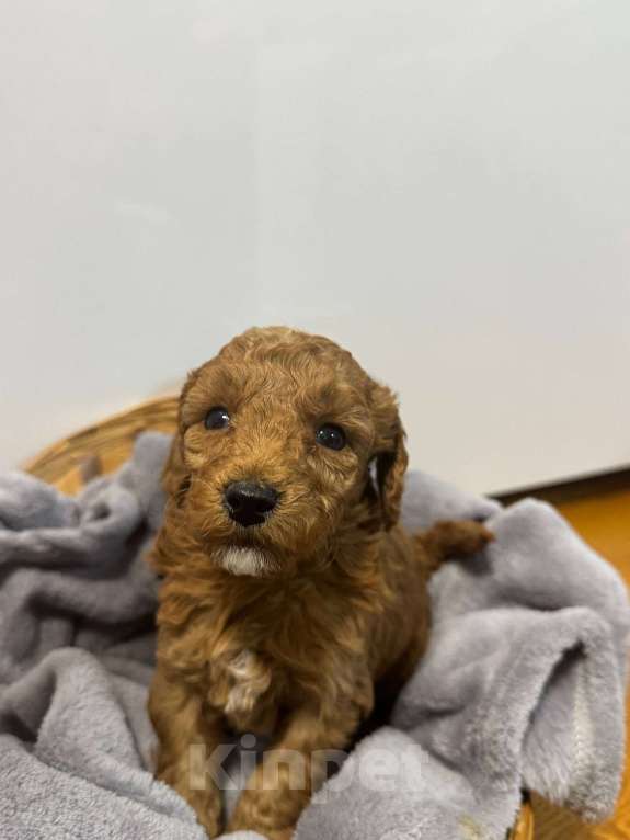 Собаки в Балашихе: Малый пудель,мальчики Мальчик, 50 000 руб. - фото 2