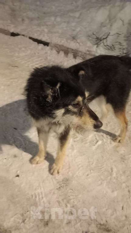 Собаки в Ногинске: Ваше добро останется  Вами! Помогите песику не пропасть...  Девочка, Бесплатно - фото 3