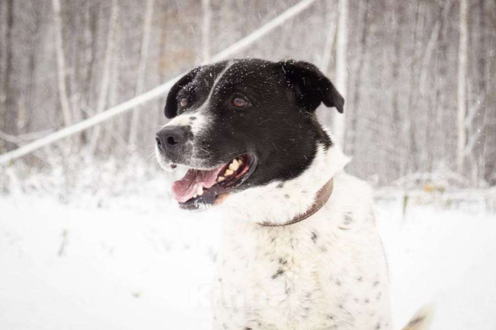 Собаки в Москве: Дайна, добрая и ласковая погибает в приюте Девочка, Бесплатно - фото 2